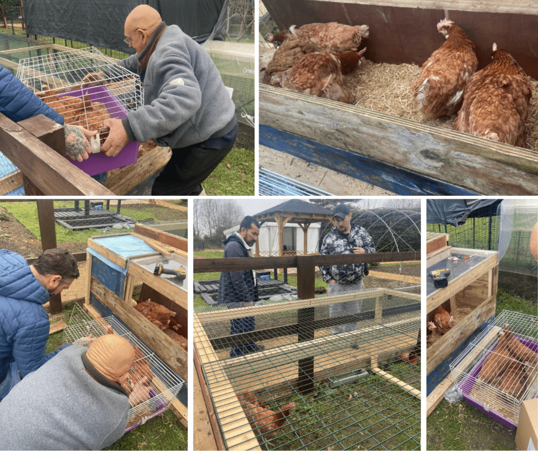 Allotment team offer battery hens a new home – and lease on life!