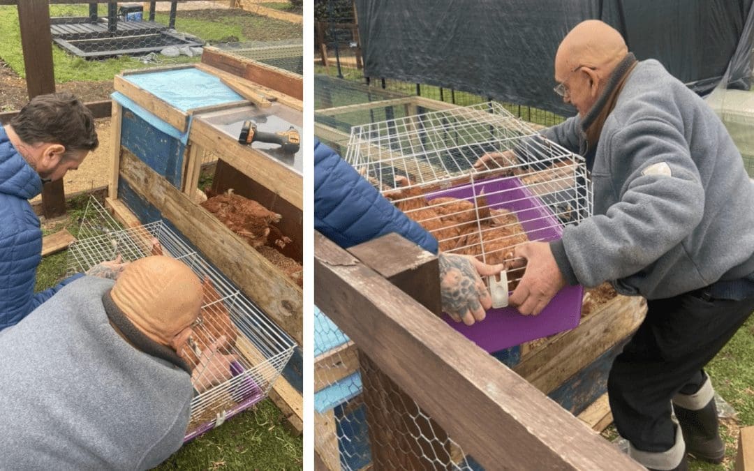 Allotment team offer battery hens a new home – and lease on life!