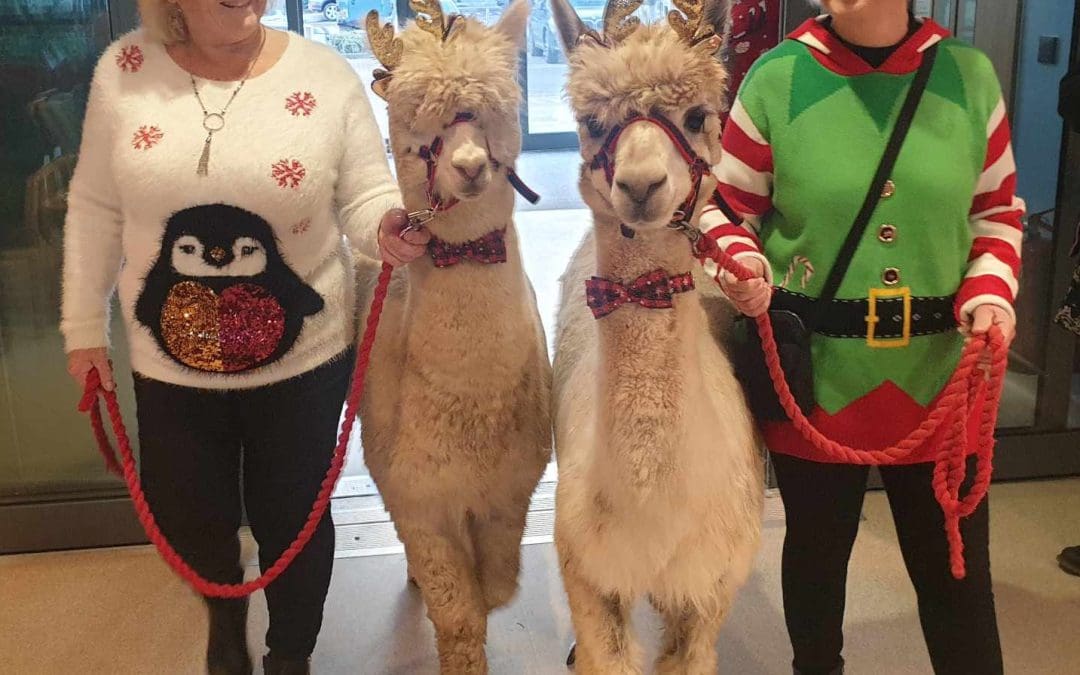 Cosmo and Nigel bring festive cheer to community hospitals