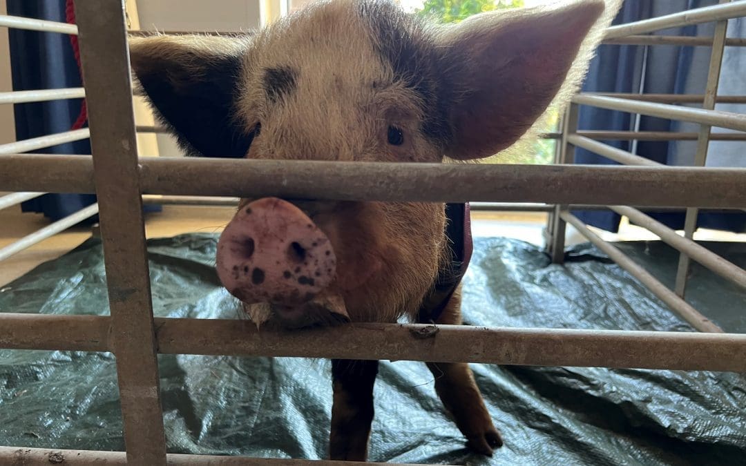 Farm visitors bring a ‘Good Day’ to Charlton Lane Hospital