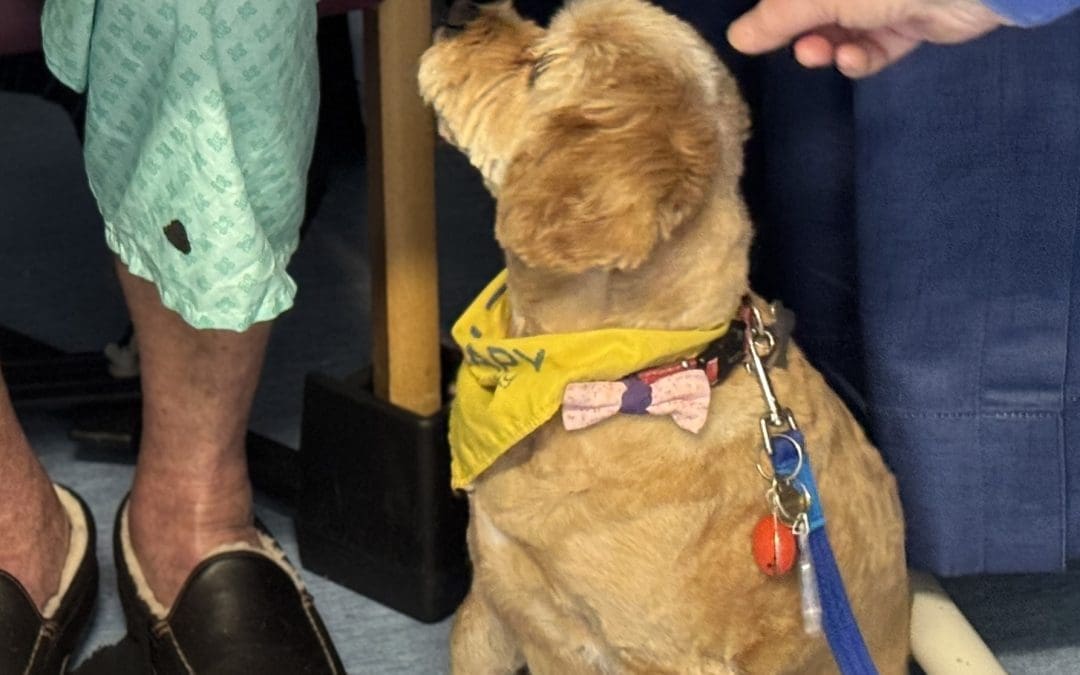 Pets As Therapy at Cirencester Hospital