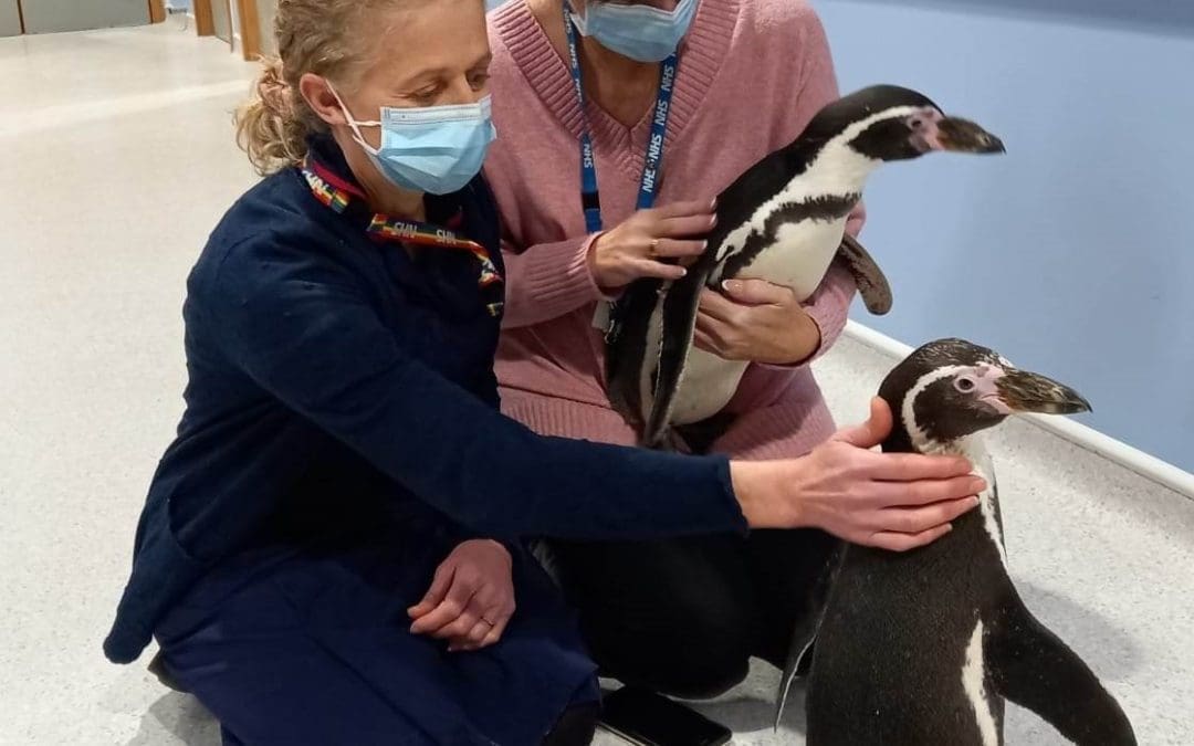 Special hospital visitors Pringle and Widget spread a little festive cheer!