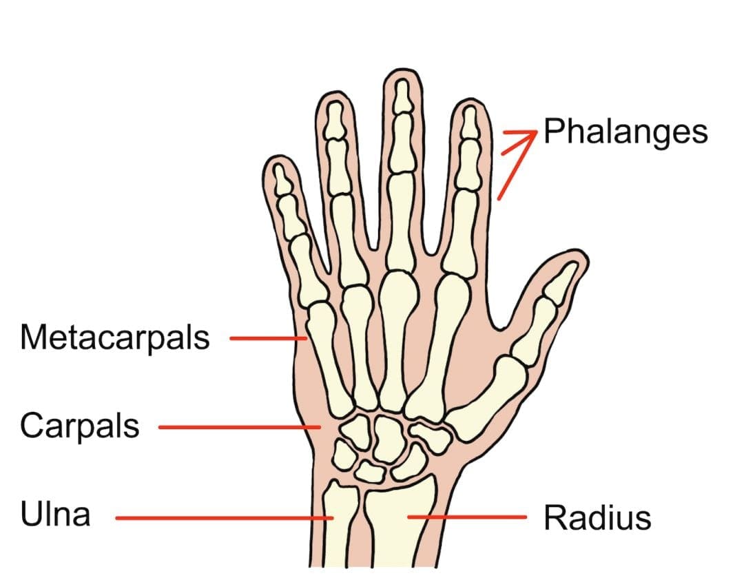 Hand and Wrist Problems > Glos Health & Care NHS Foundation Trust